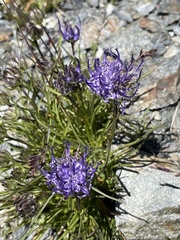 Phyteuma hedraianthifolium