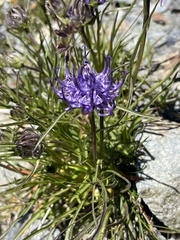 Phyteuma hedraianthifolium