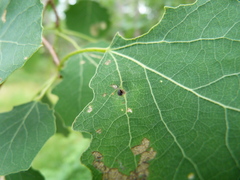 Harmandiola cavernosa
