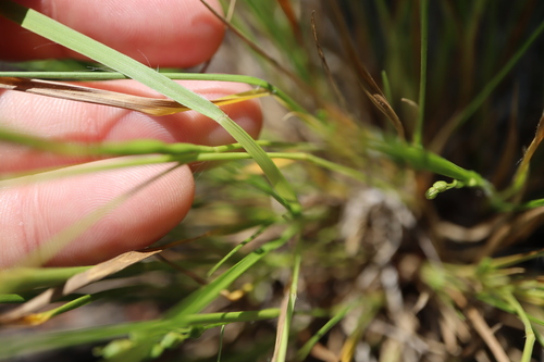 Image of Starved Witchgrass (Dichanthelium depauperatum) by (c) Henry "Nick" Robertson, some rights reserved (CC BY-SA)