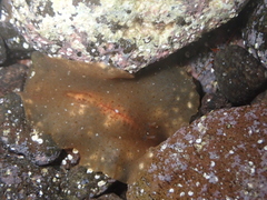 Planocera