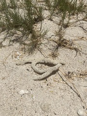 Amphimedon compressa