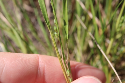 Image of Dichanthelium depauperatum by (c) Henry "Nick" Robertson, some rights reserved (CC BY-SA)