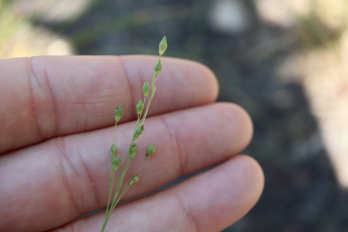 Image of Dichanthelium depauperatum by (c) Henry "Nick" Robertson, some rights reserved (CC BY-SA)