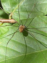 Leiobunum nigropalpi