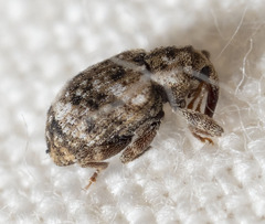 Conotrachelus recessus