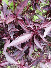 Ouret sanguinolenta