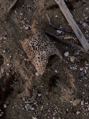 Callyspongia plicifera