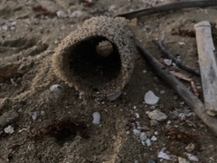 Callyspongia plicifera