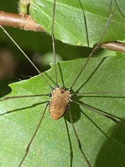 Leiobunum nigropalpi