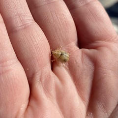 Chaerodes trachyscelides