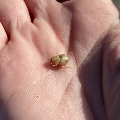 Chaerodes trachyscelides