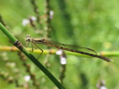 Sympecma fusca