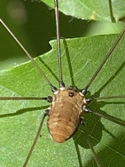Leiobunum nigropalpi