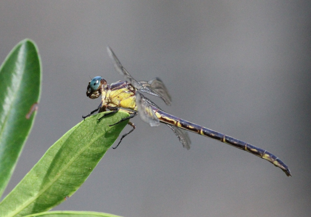 Yellow-sided Clubtail
