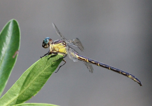 Yellow-sided Clubtail