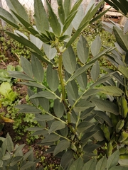 Vicia faba