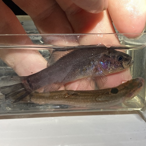Piratenbaars (Aphredoderus sayanus) — Aphredoderidae