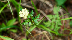 Conioselinum scopulorum
