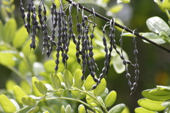 Sophora tomentosa