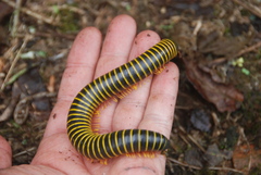 Rhinocricidae