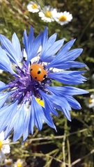 Coccinella septempunctata