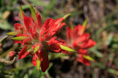 Castilleja rupicola