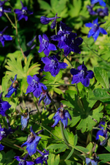 Delphinium nuttallii