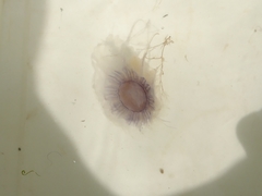 Cyanea lamarckii