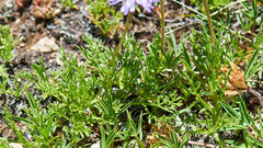 Erigeron pinnatisectus