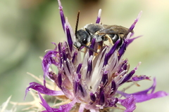 Halictus