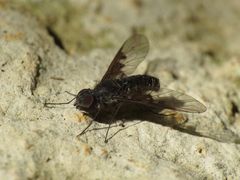 Anthrax trifasciatus