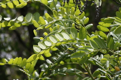 Sophora tomentosa