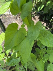 Ipomoea alba