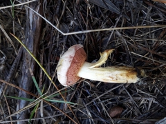 Chalciporus amarellus