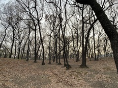 Quercus acutissima