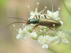 Chrysanthia geniculata