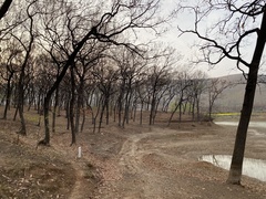 Quercus acutissima