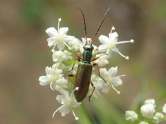 Chrysanthia geniculata