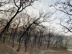 Quercus acutissima