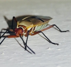 Dysdercus bimaculatus