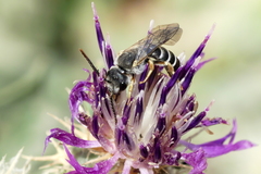 Halictus
