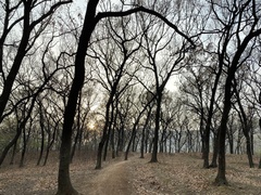 Quercus acutissima
