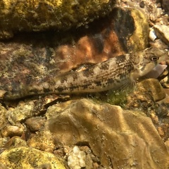 Etheostoma bison