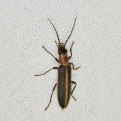 Oxycopis mimetica