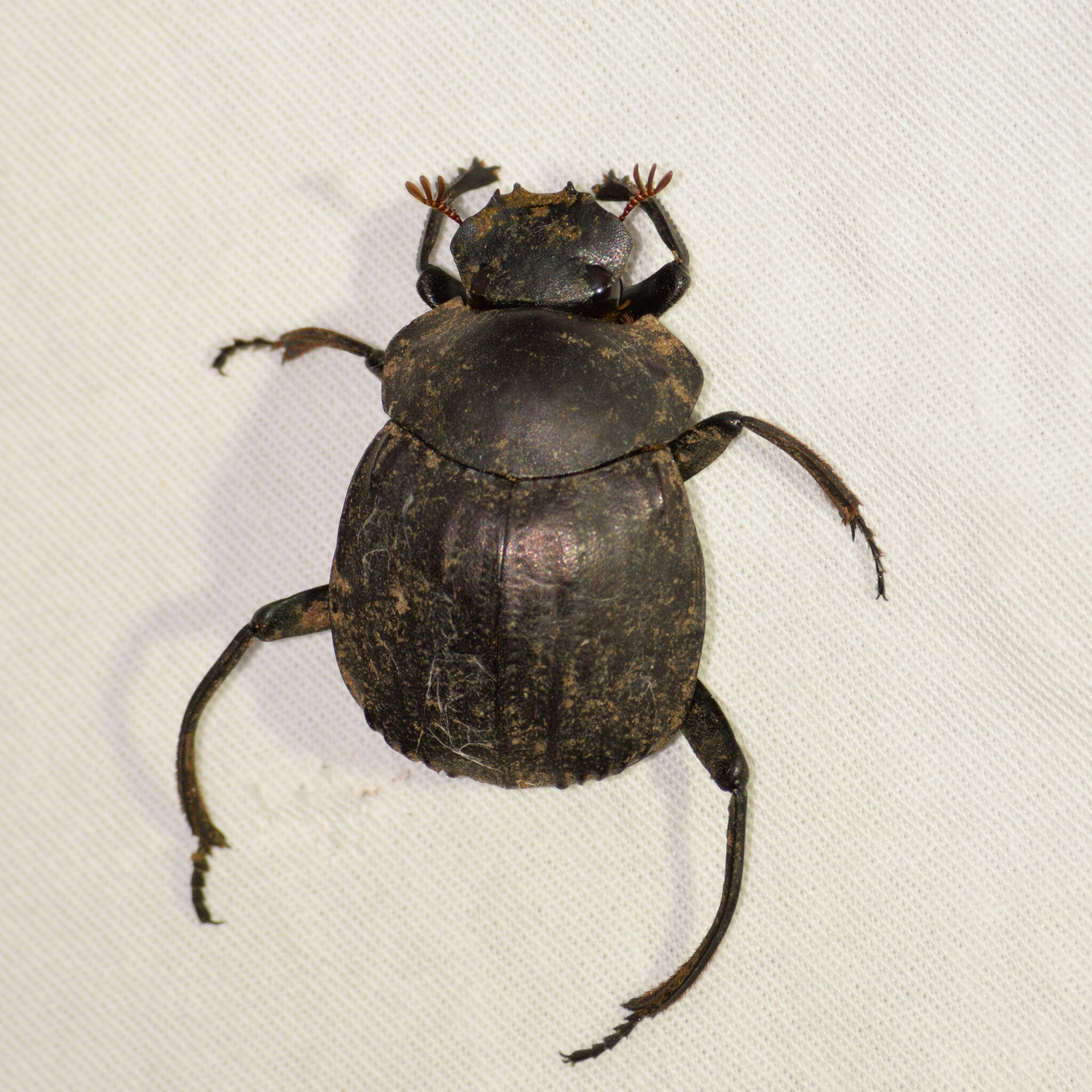 Humpback Dung Beetle (Deltochilum gibbosum) · iNaturalist