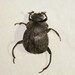 Humpback Dung Beetle - Photo (c) strix_v, some rights reserved (CC BY-NC), uploaded by strix_v