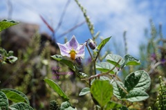 Solanum stoloniferum