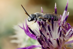 Halictus