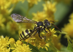 Nomada suavis